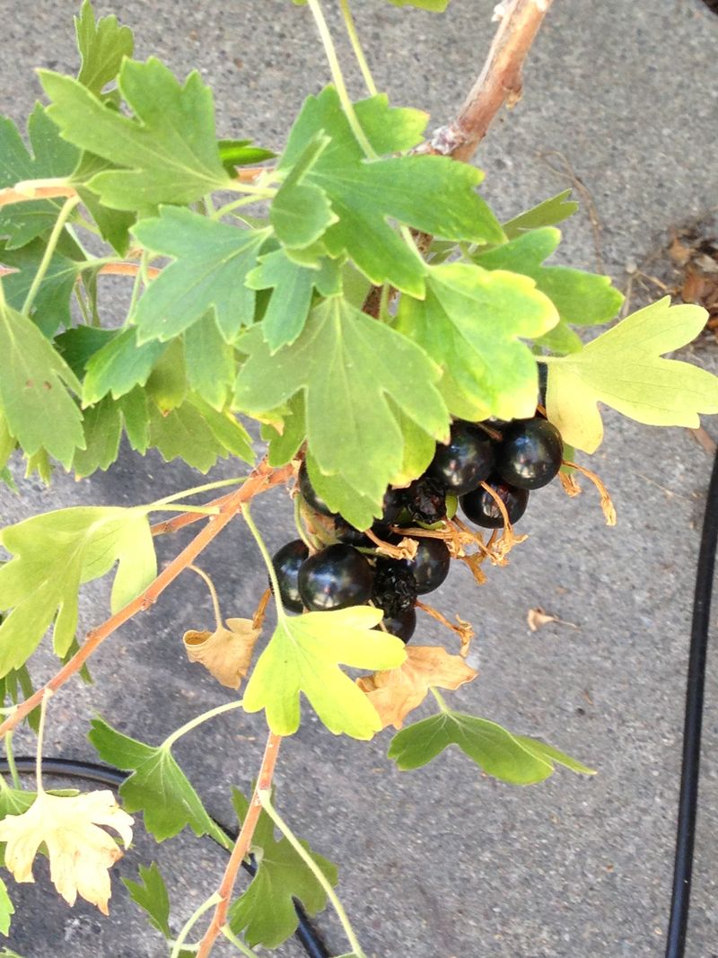 Black Currants
