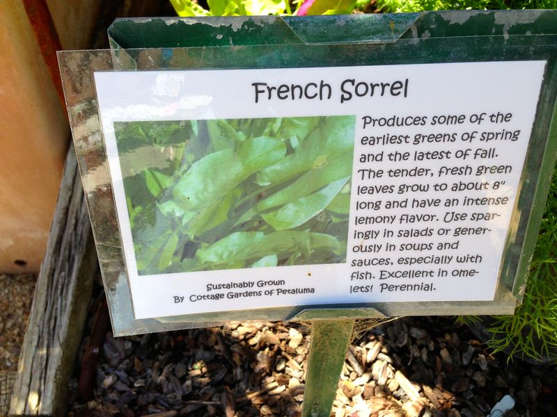 French Sorrel