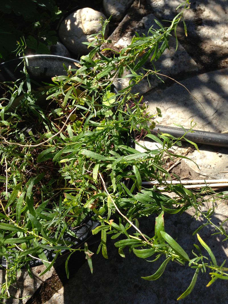 French Tarragon