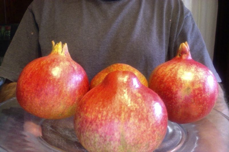 Pomegranites