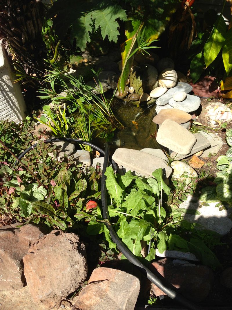 Pond