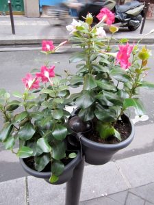 Bitte de Trottoir planters