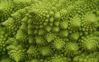 Fractal Food
