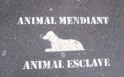Dogs of the Homeless
