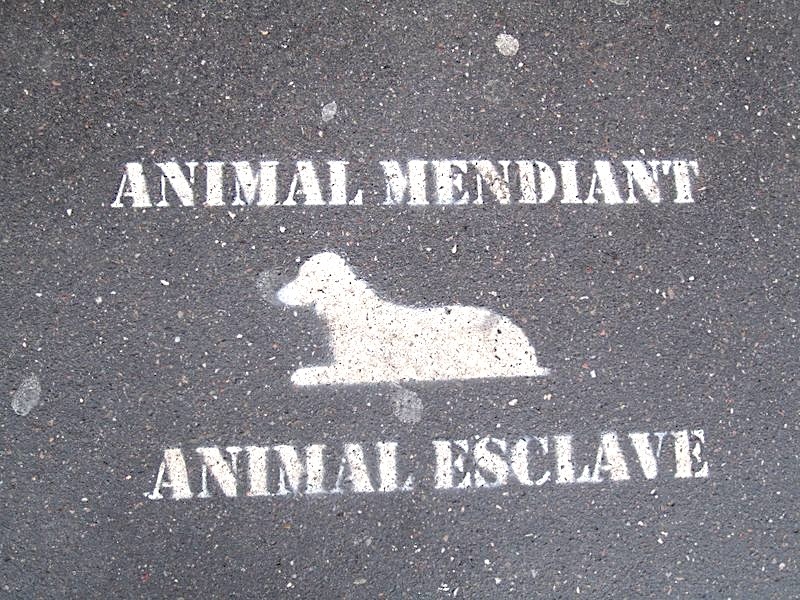 Homeless Dogs 1