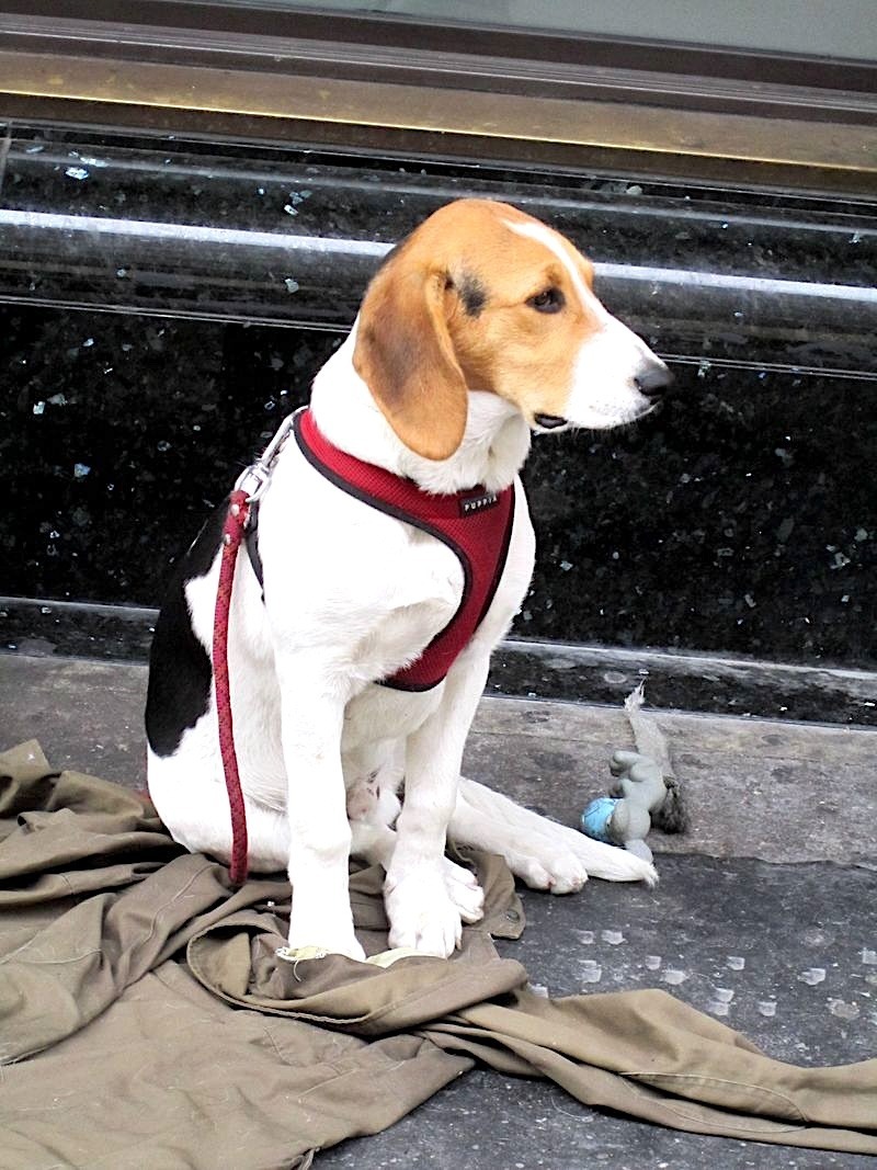 Homeless Dogs 2
