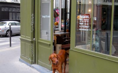 Paris Shop Dogs