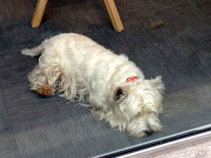 Paris white shop dog sleeping