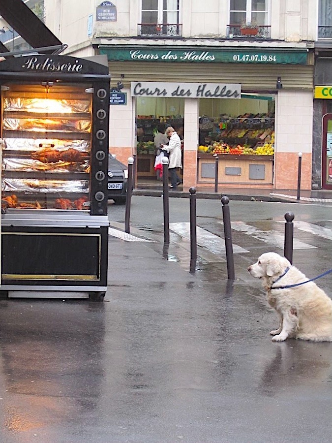 Patient Dog and rotisserie