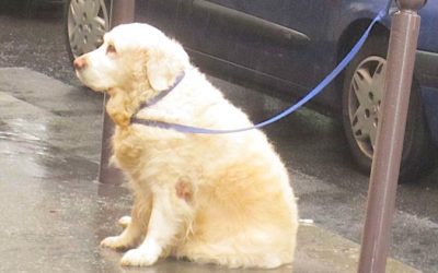 A patient dog