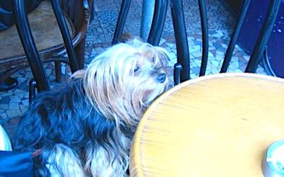 Café Dog