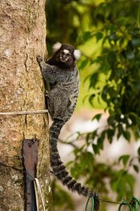 Marmoset