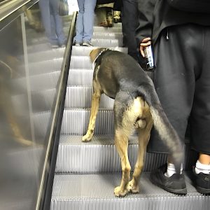 Metro Dog