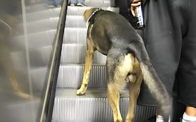Metro Dog