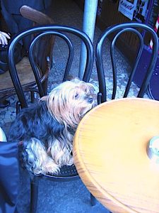 Cafe Dog