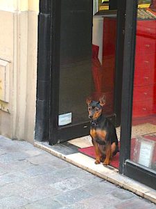Dog on Optical store duty