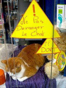 Don't Bother the Pharmacy Cat