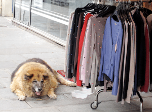 Fat marche dog guarding clothes rack