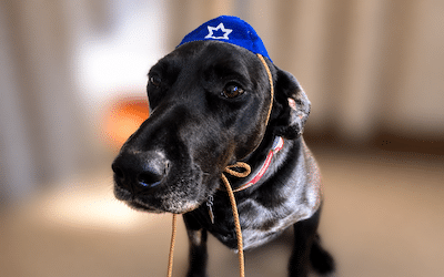 Holidays – Hanukkah – Fête des Lumières