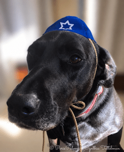 Hanukkah Dog watermarked