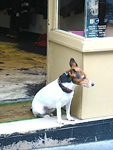Homies Dog on Duty