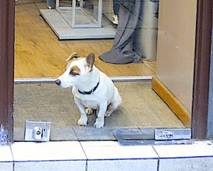 Paris Coiffure Dog