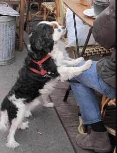 begging cafe dogs