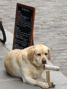 fat cafe dog guarding the menu sign