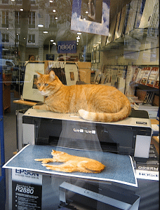 xeroxed cat